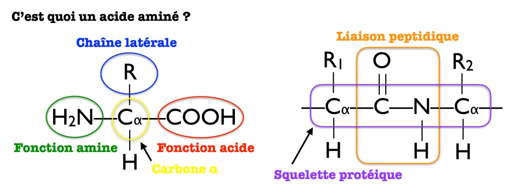 Les acides aminés, briques de base des protéines – Top of the Prots