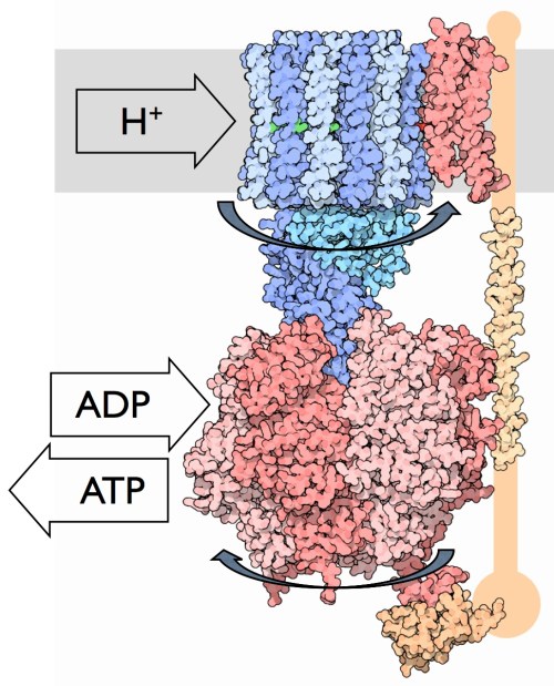 ATPsynthase