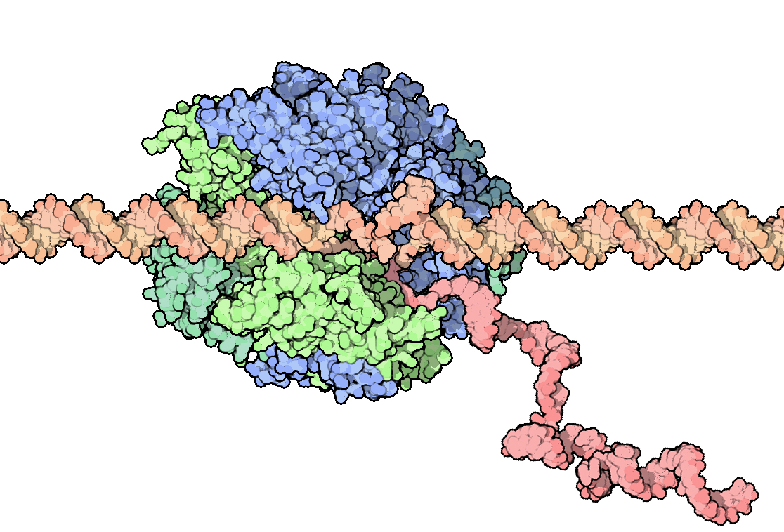 40-RNAPolymerase-1i6h-composite.jpg