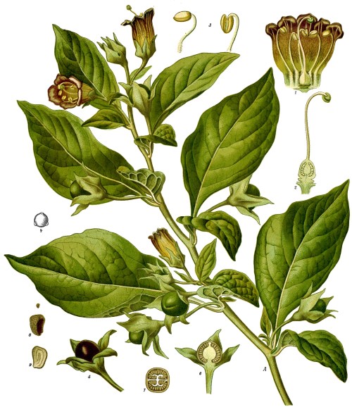 Atropa_belladonna_-_Köhler–s_Medizinal-Pflanzen-018.jpg