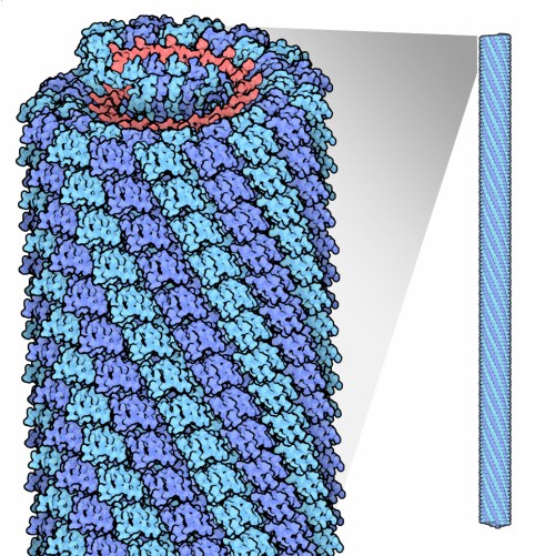 109-TobaccoMosaicVirus_2tmv_composite