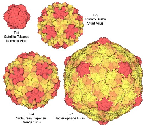 200-Quasisymmetry_in_Icosahedral_Viruses-Quasisymmetry.jpg