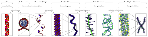 Chromatin_Structures