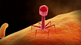 JealousMerryJapanesebeetle-max-1mb