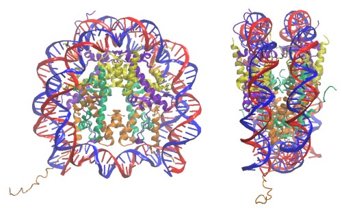 nucleosome
