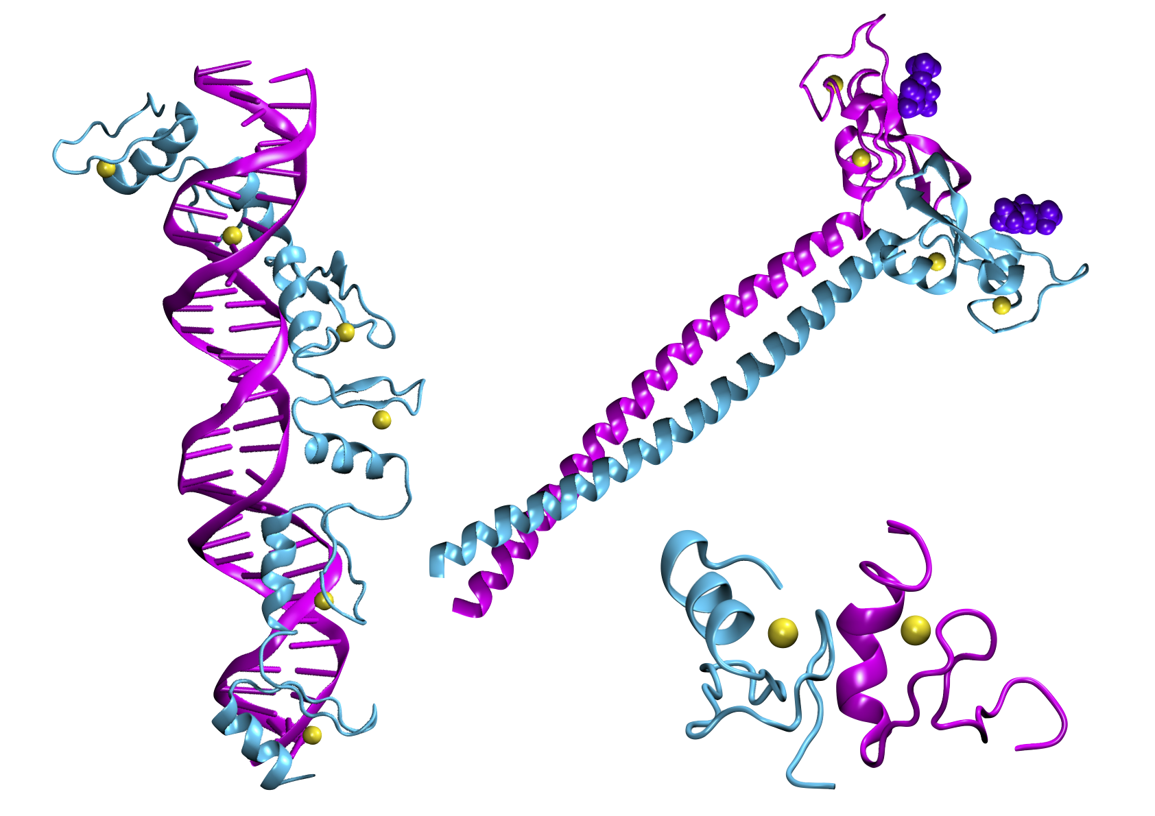 des assemblages macromoléculaires avec des motifs à doigts de zinc.